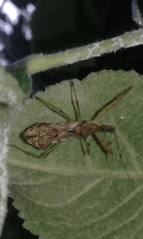 Reduviidae: Neanidi di Nagusta goedelii